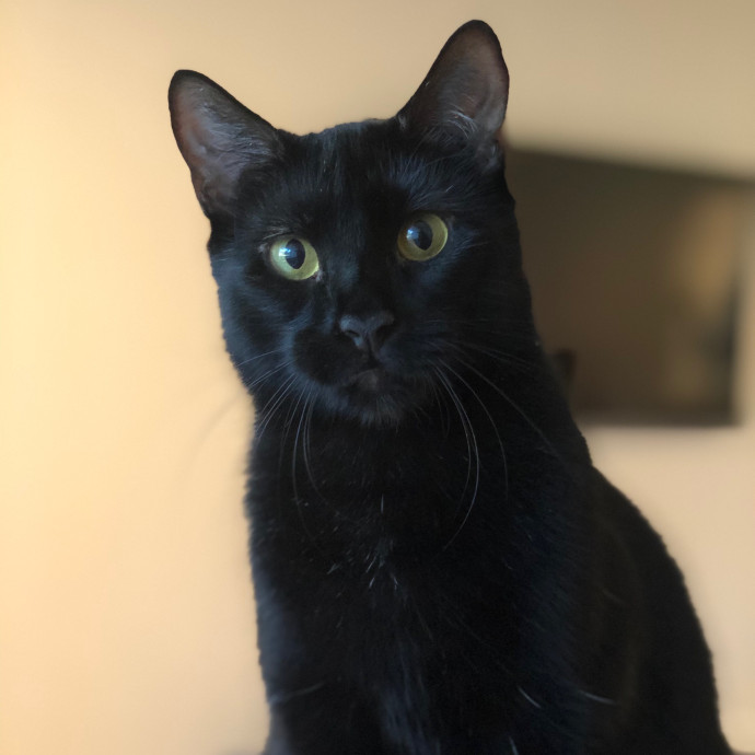 Cecilia's Cat Care
