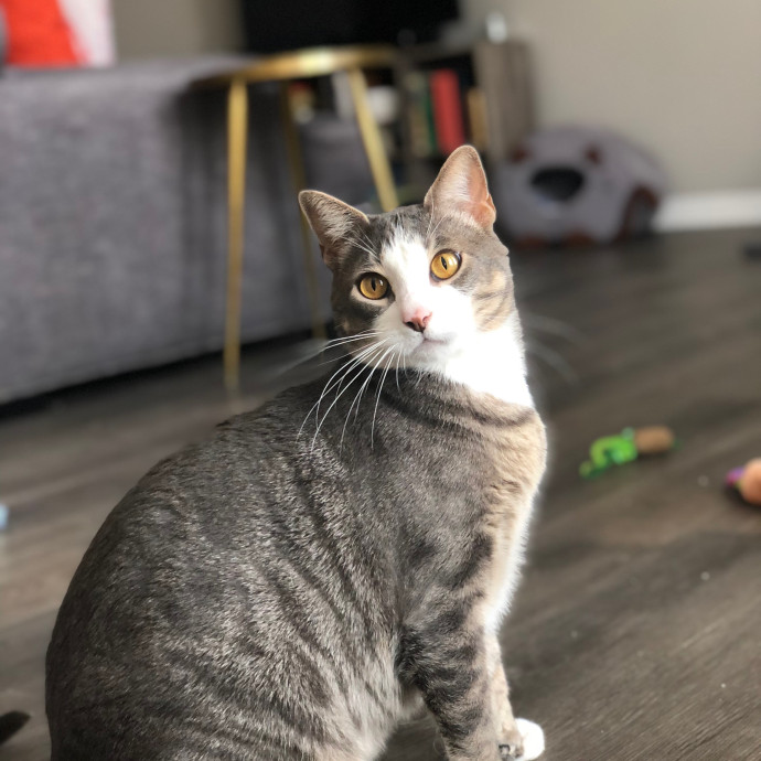 Cecilia's Cat Care