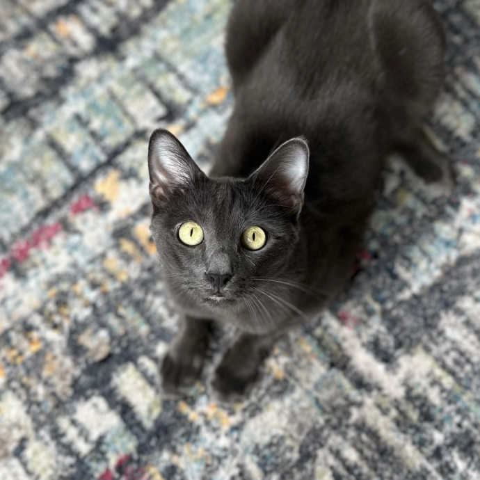 Cecilia's Cat Care