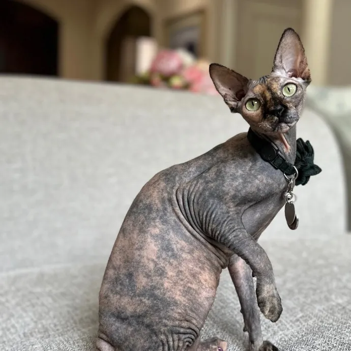 Cecilia's Cat Care photo 3