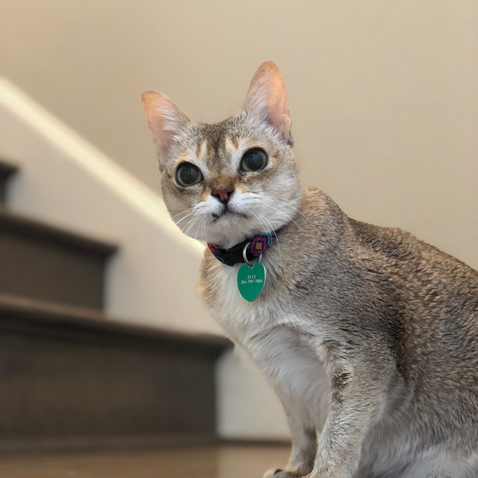 Cecilia's Cat Care photo 2