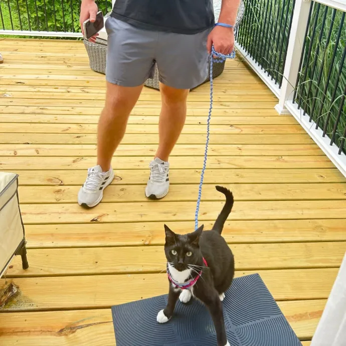 Reliable Cat Sitter  Drop-In Care