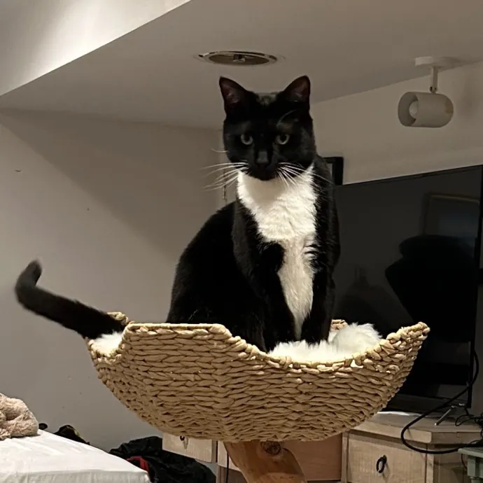 Reliable Cat Sitter  Drop-In Care