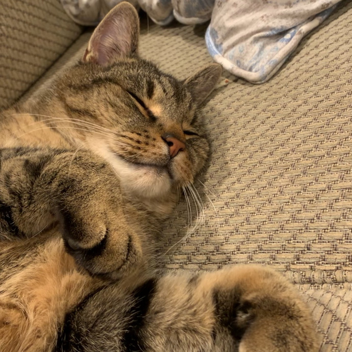 Reliable Cat Sitter  Drop-In Care