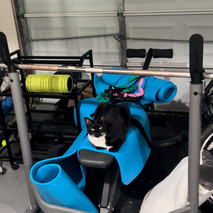 Reliable Cat Sitter  Drop-In Care