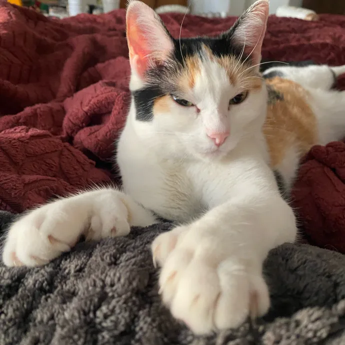 Caring Cat Sutter With A Big Heart