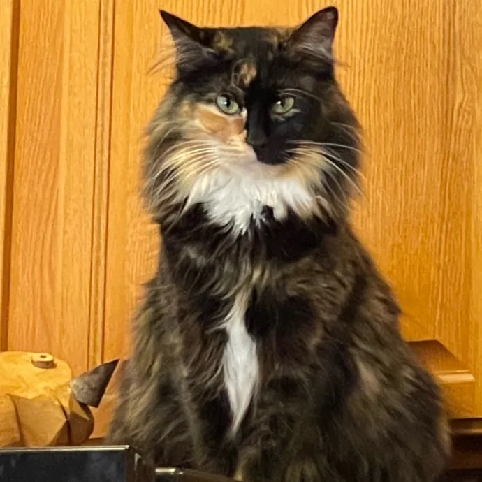 Caring Cat Sutter With A Big Heart