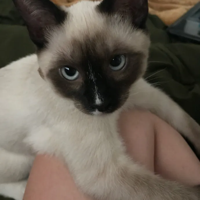 Caring Cat Sutter With A Big Heart