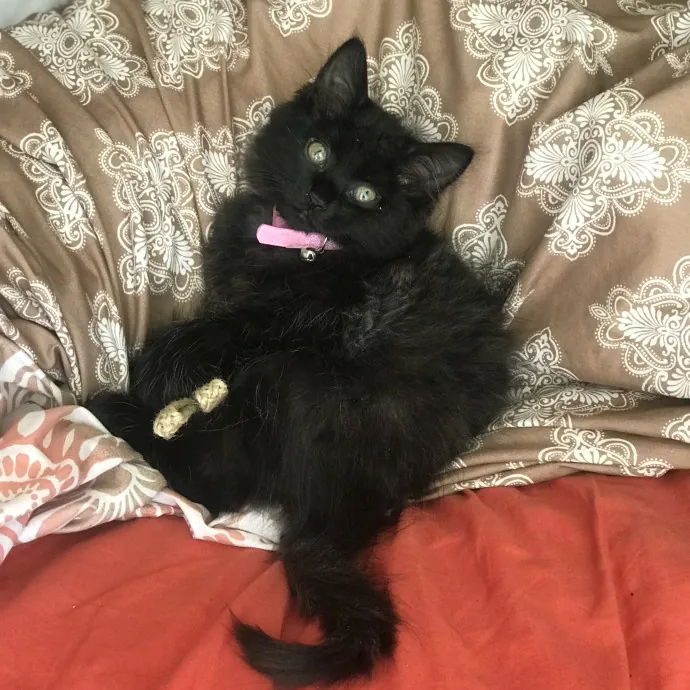 Caring Cat Sutter With A Big Heart