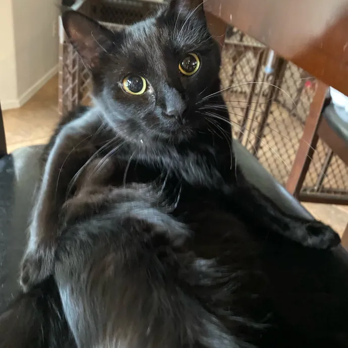 Caring Cat Sutter With A Big Heart