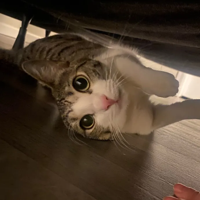 Caring Cat Sutter With A Big Heart