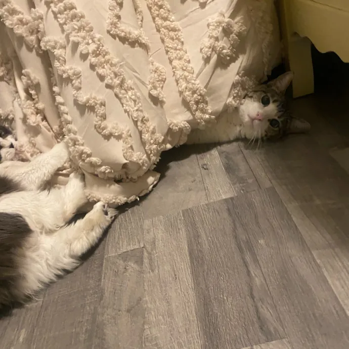 Caring Cat Sutter With A Big Heart