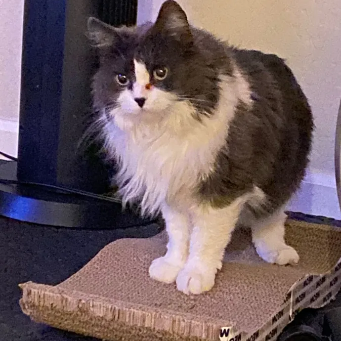 Caring Cat Sutter With A Big Heart