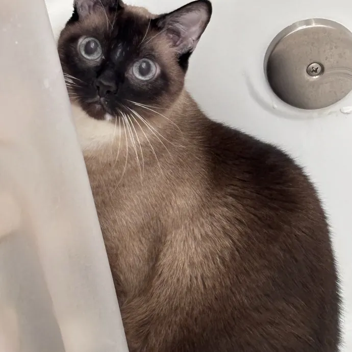 Caring Cat Sutter With A Big Heart