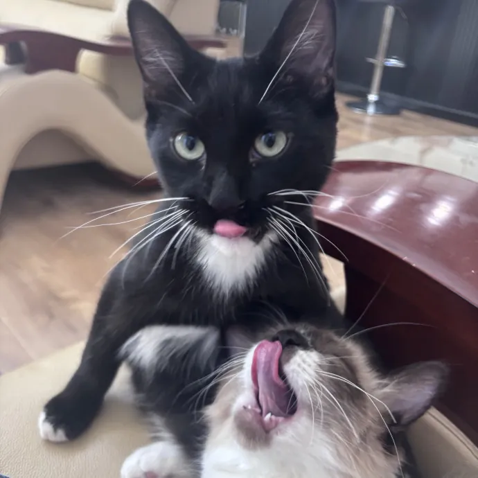 Caring Cat Sutter With A Big Heart