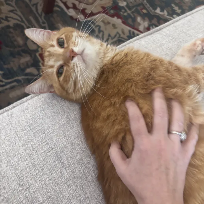 Caring Cat Sutter With A Big Heart