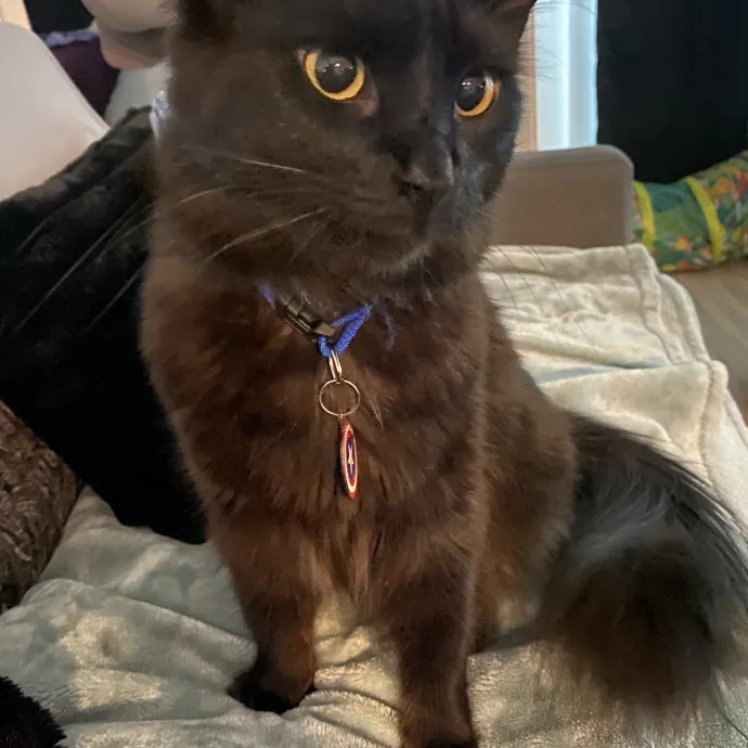 Caring Cat Sutter With A Big Heart