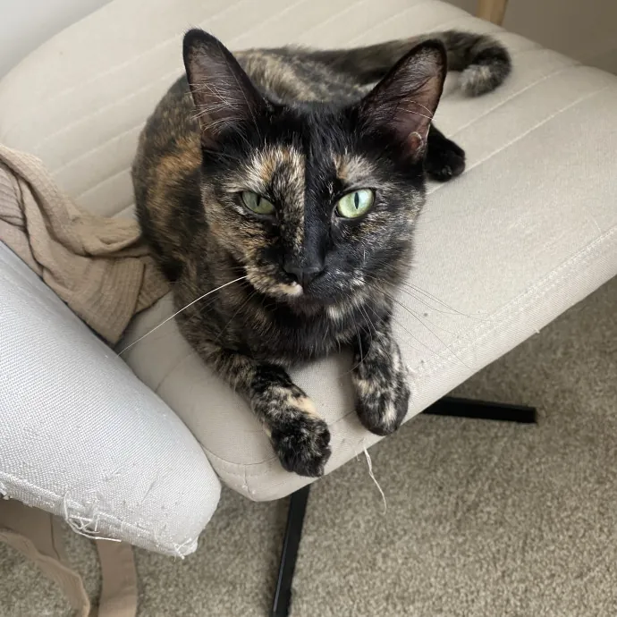 Caring Cat Sutter With A Big Heart photo 4