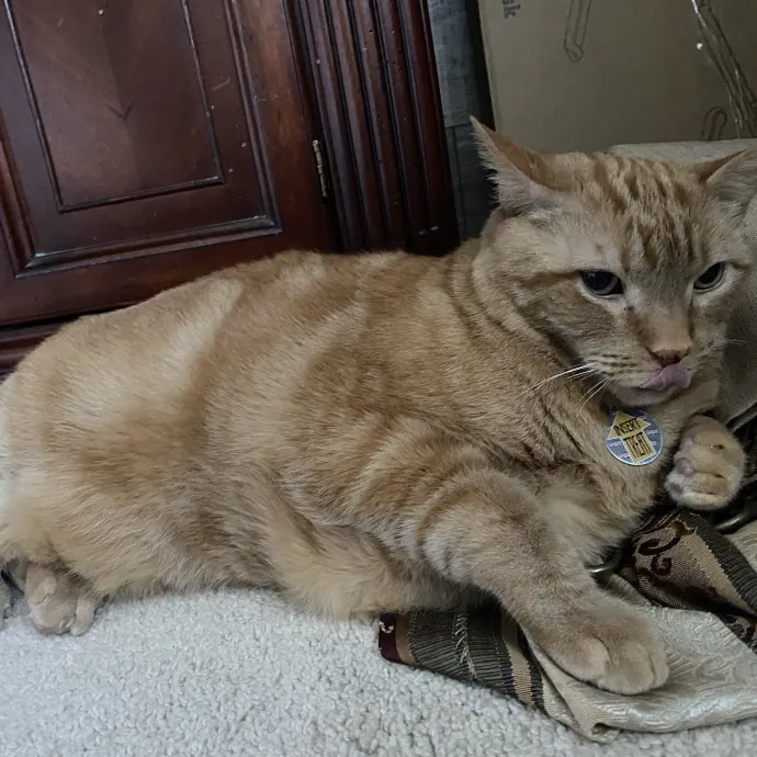 Caring Cat Sutter With A Big Heart photo 3