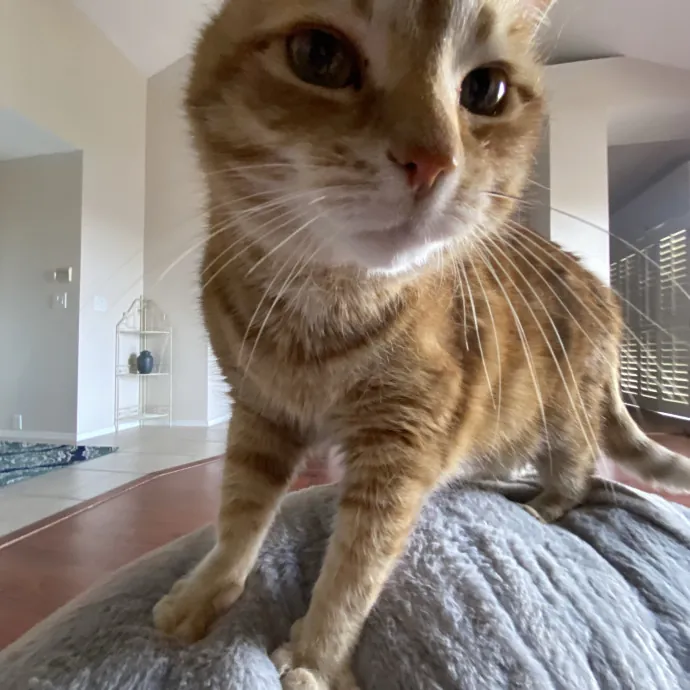 Caring Cat Sutter With A Big Heart photo 2