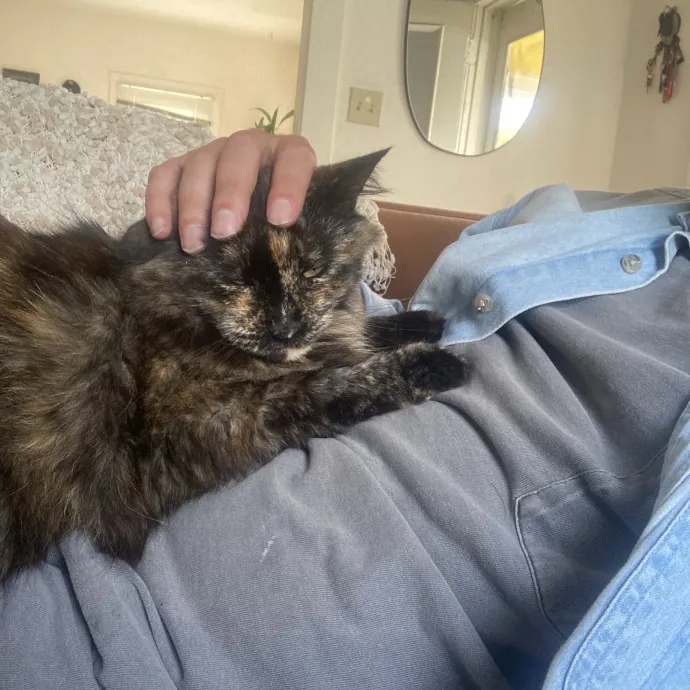 Reliable Cat Whisperer