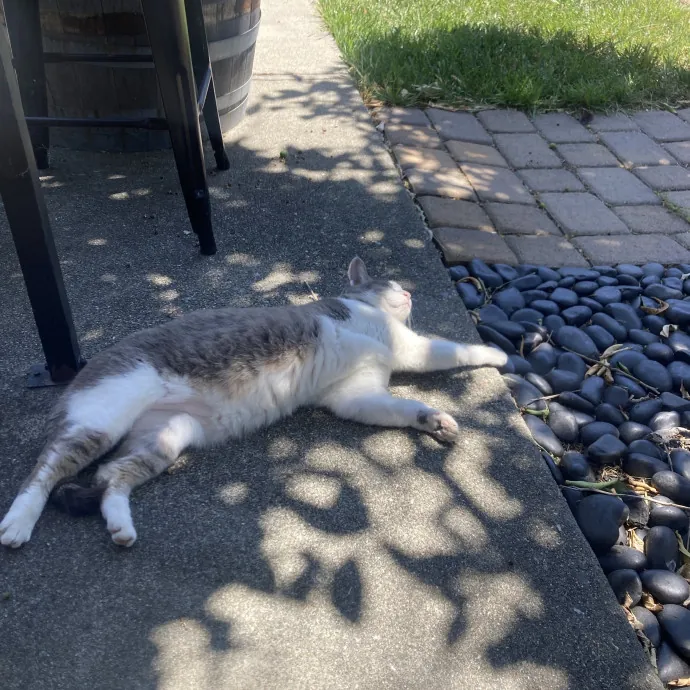Reliable Cat Whisperer