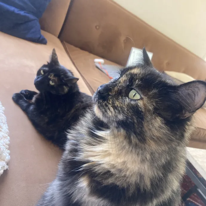 Reliable Cat Whisperer