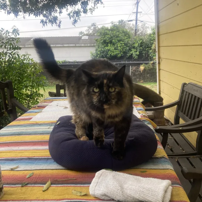 Reliable Cat Whisperer photo 3