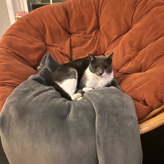 Wfh Cat Sitter