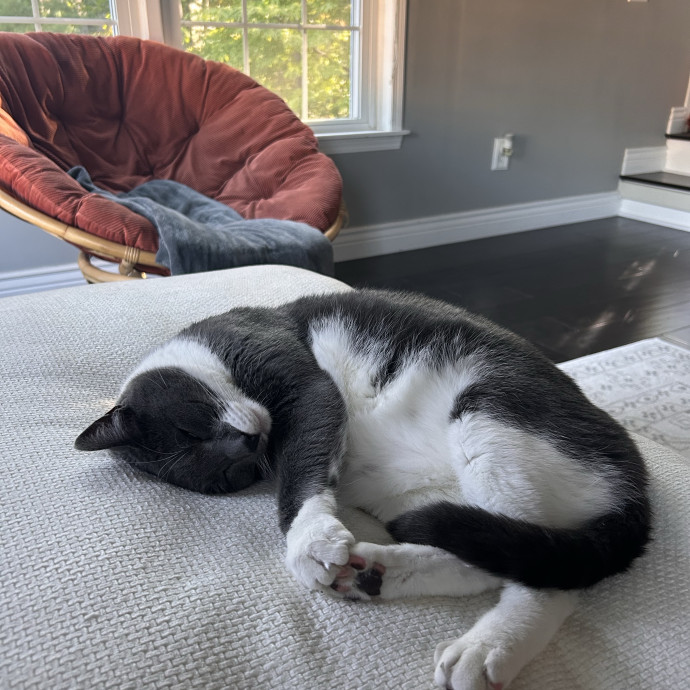 Wfh Cat Sitter photo 3
