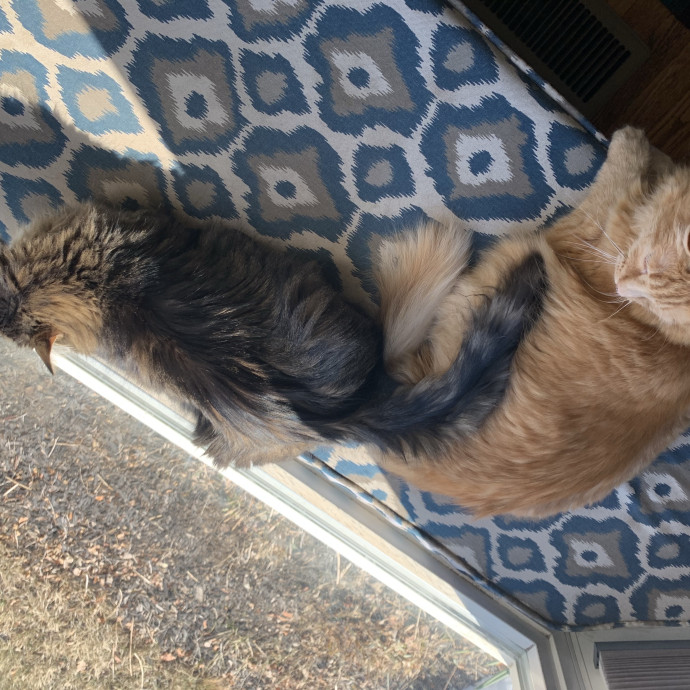 Personalized Care For Every Cat photo 2
