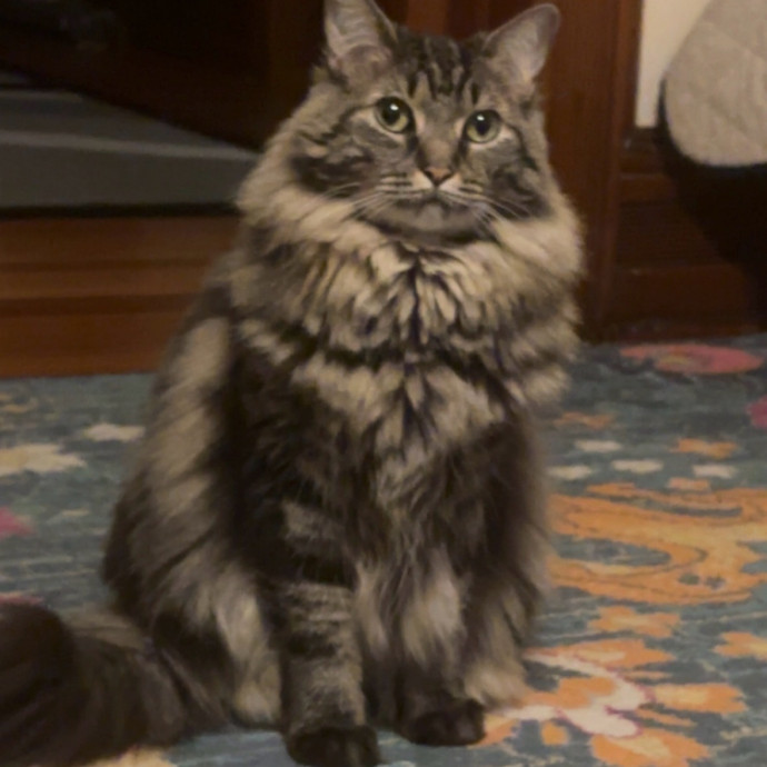 Crazy Cat Lady