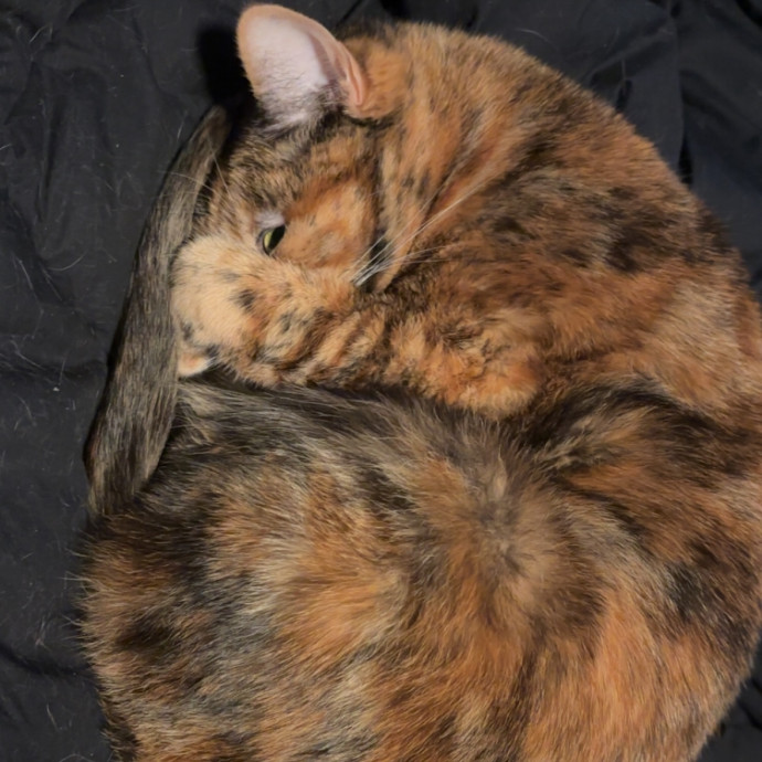 Crazy Cat Lady photo 3