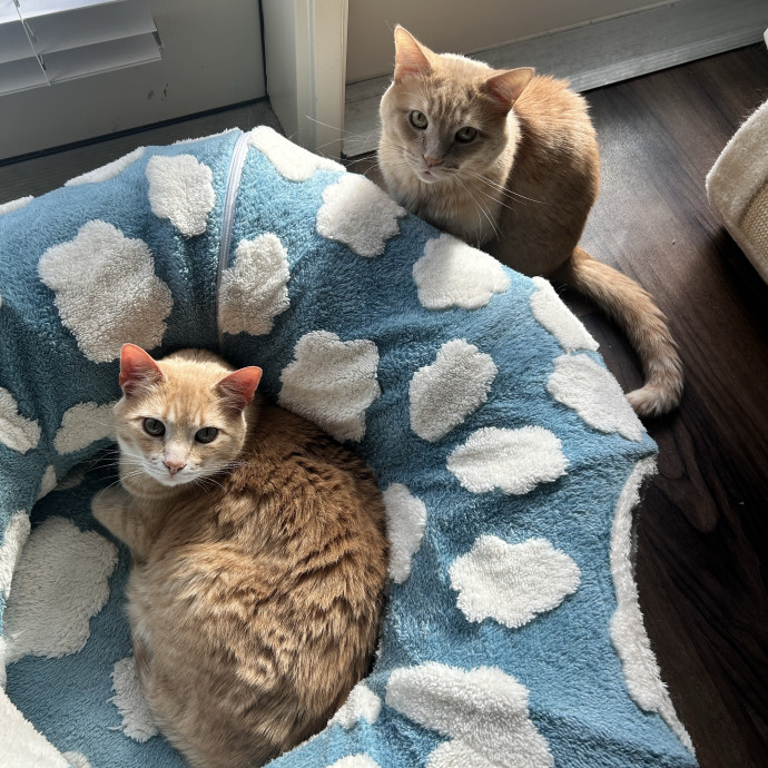 Your Cat's New Bff
