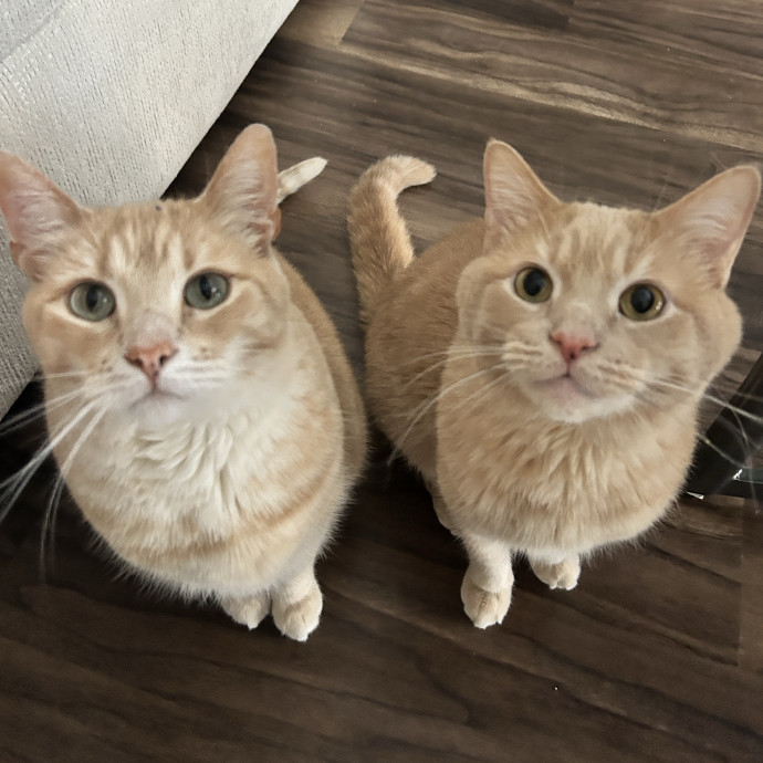 Your Cat's New Bff