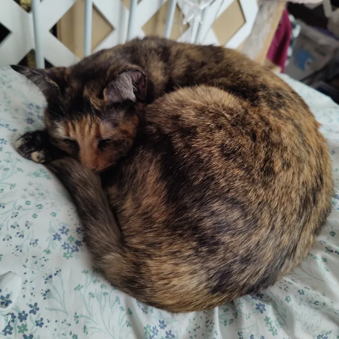 Curiouscritters505 Cat Sitting