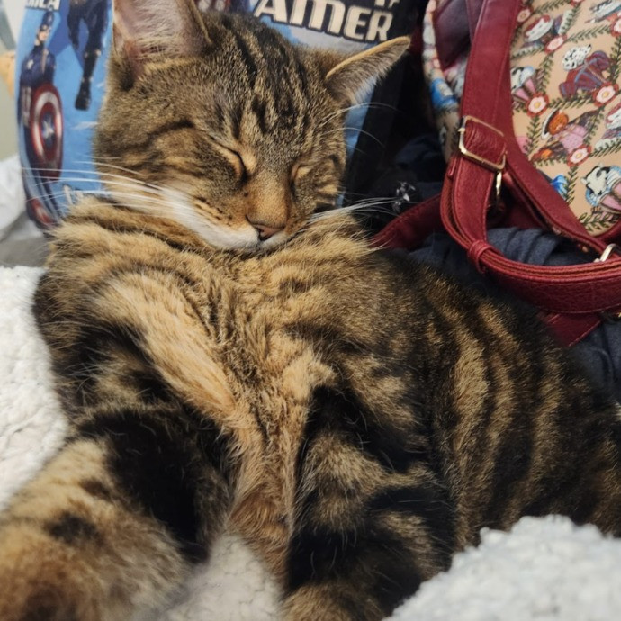 Jeanne Loves Cincy-Kitties