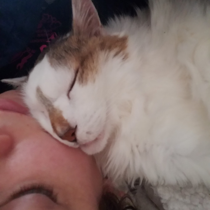 Gentle Experienced Cat Companion