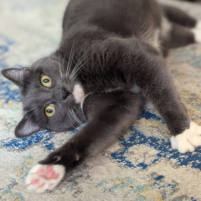 Gentle Experienced Cat Companion