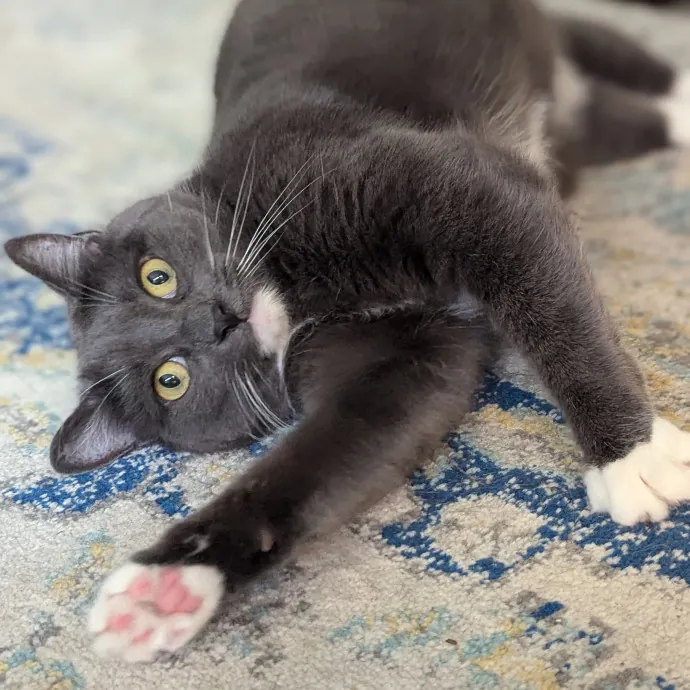 Gentle Experienced Cat Companion