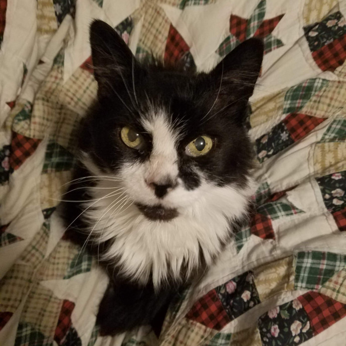 Gentle Experienced Cat Companion