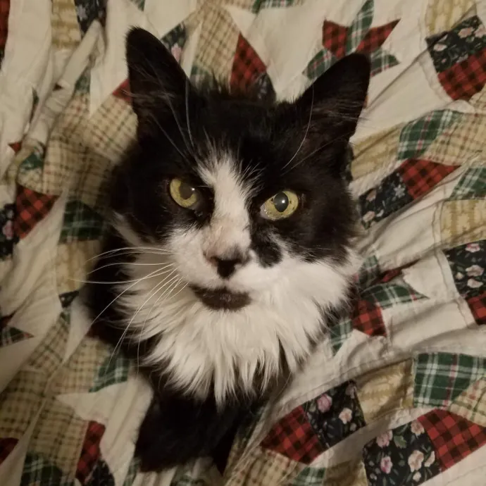 Gentle Experienced Cat Companion