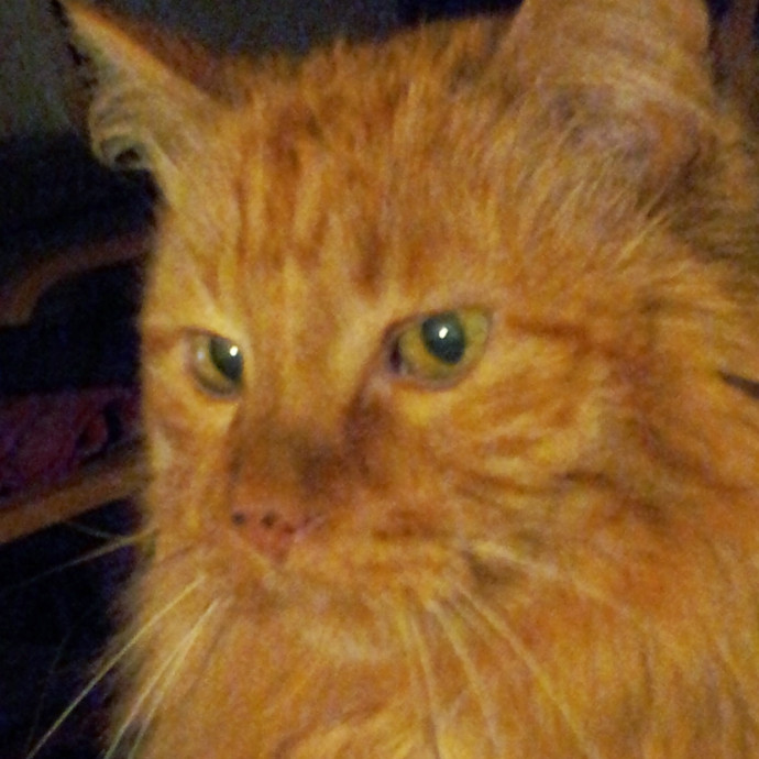 Gentle Experienced Cat Companion