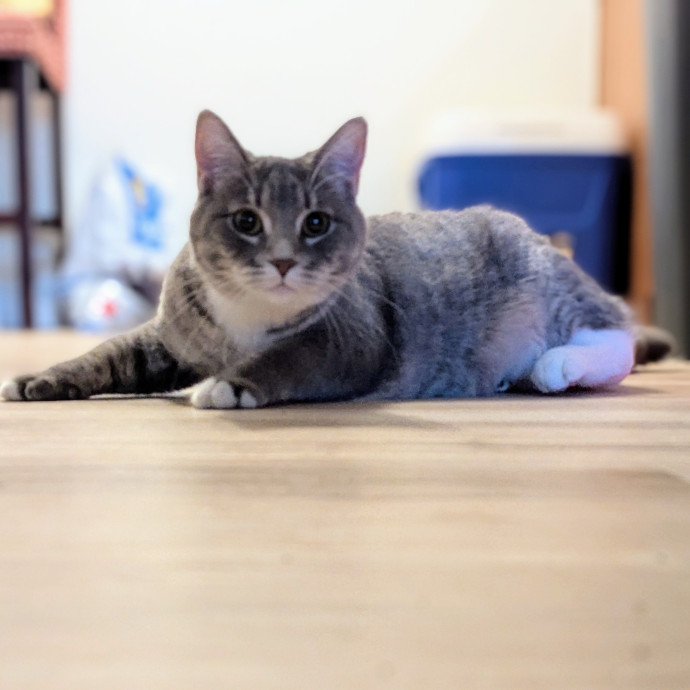 Gentle Experienced Cat Companion