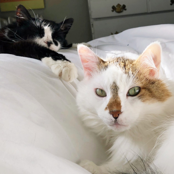 Gentle Experienced Cat Companion