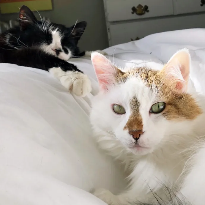 Gentle Experienced Cat Companion
