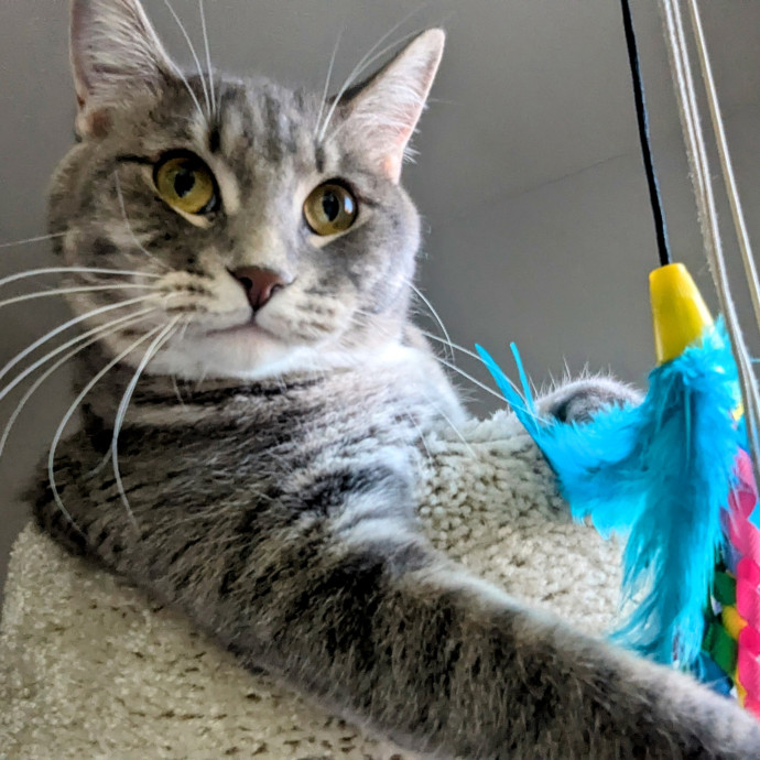 Gentle Experienced Cat Companion