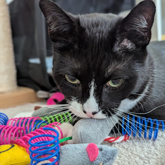 Gentle Experienced Cat Companion