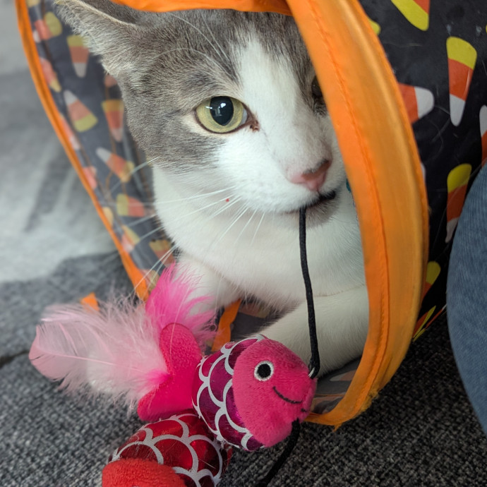 Gentle Experienced Cat Companion