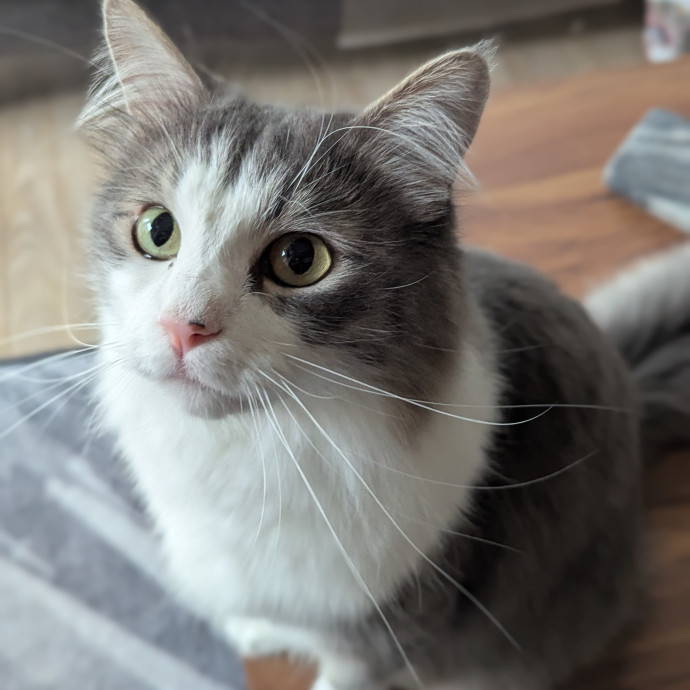 Gentle Experienced Cat Companion